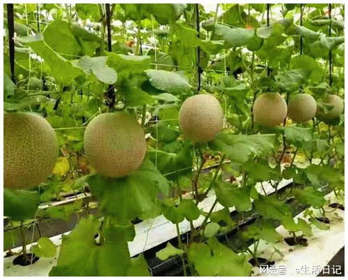 賽罕區 以初級農產品為抓手，加快構建新發展格局，著力推動高質量發展